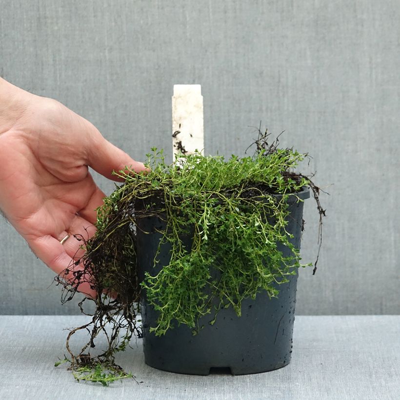 Exemplar von Frühblühender Thymian Albiflorus - Thymus praecox Topf mit 2L/3L wie im Herbst geliefert
