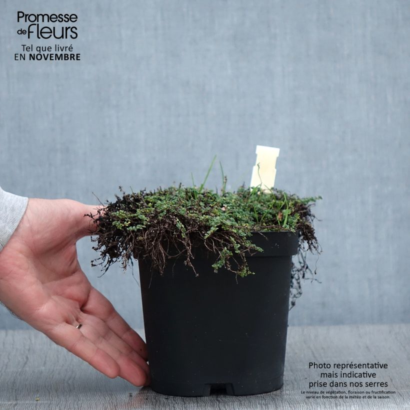 Exemplar von Sand-Thymian oder Feld-Thymian Elfin - Thymus serpyllum Topf mit 2L/3L wie im Herbst geliefert
