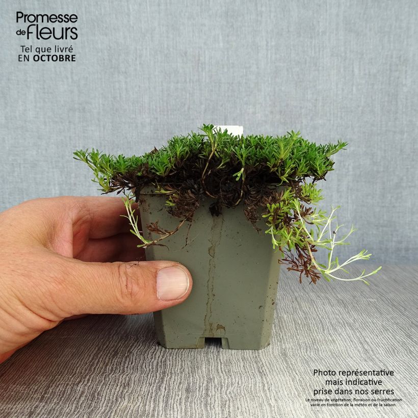 Exemplar von Thymus capitatus (Pflanzen) Kleine Töpfe von 8/9 cm wie im Herbst geliefert