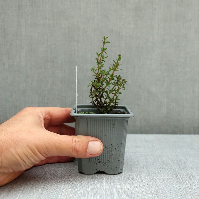 Exemplar von Mastix-Thymian - Thymus mastichina Kleine Töpfe von 8/9 cm wie im Herbst geliefert