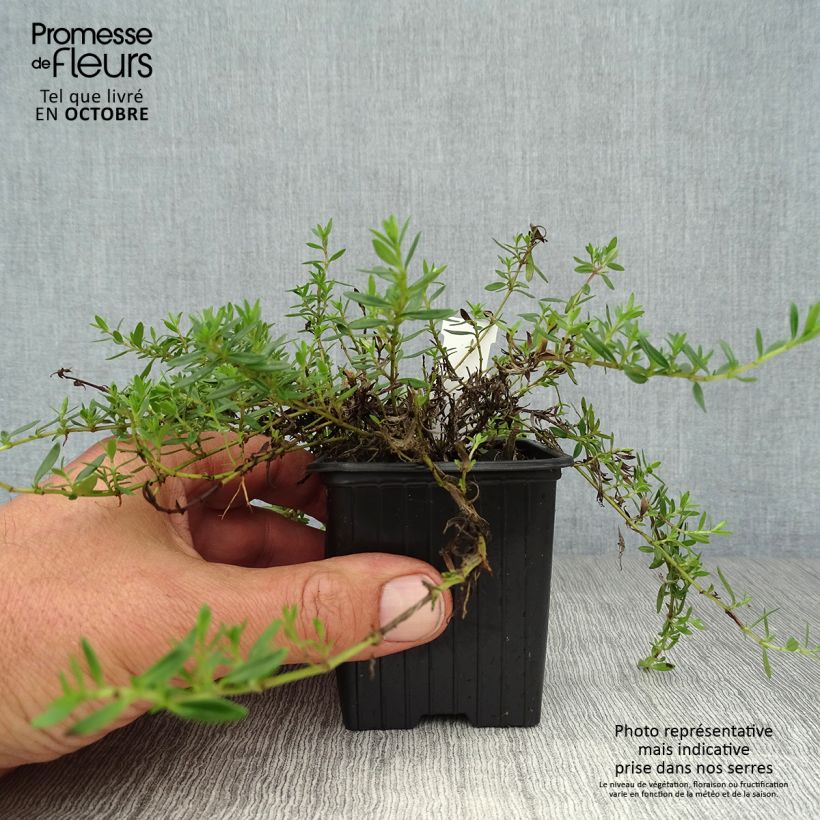Exemplar von Thymian - Thymus nitens Kleine Töpfe von 8/9 cm wie im Herbst geliefert