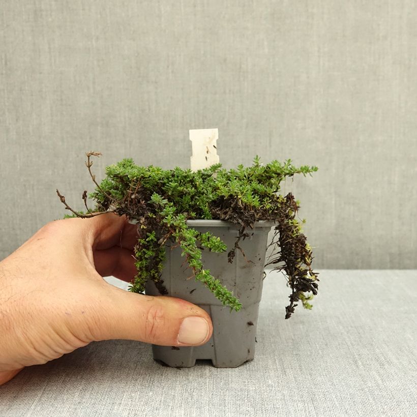 Exemplar von Frühblühender Thymian Bressingham - Thymus praecox Kleine Töpfe von 8/9 cm wie im Herbst geliefert