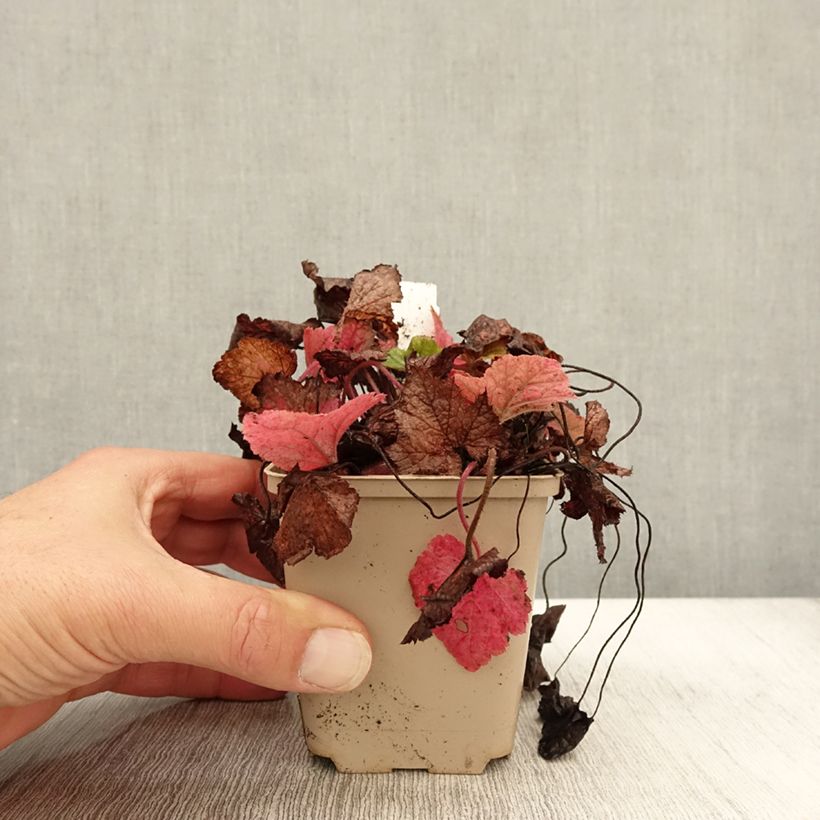 Exemplar von Tiarella cordifolia Brandywine - Wald-Schaumblüte Kleine Töpfe von 8/9 cm wie im Herbst geliefert