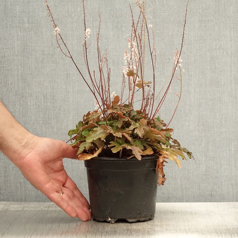 Exemplar von Tiarella Pink Skyrocket - Schaumblüte Topf mit 2L/3L wie im Herbst geliefert