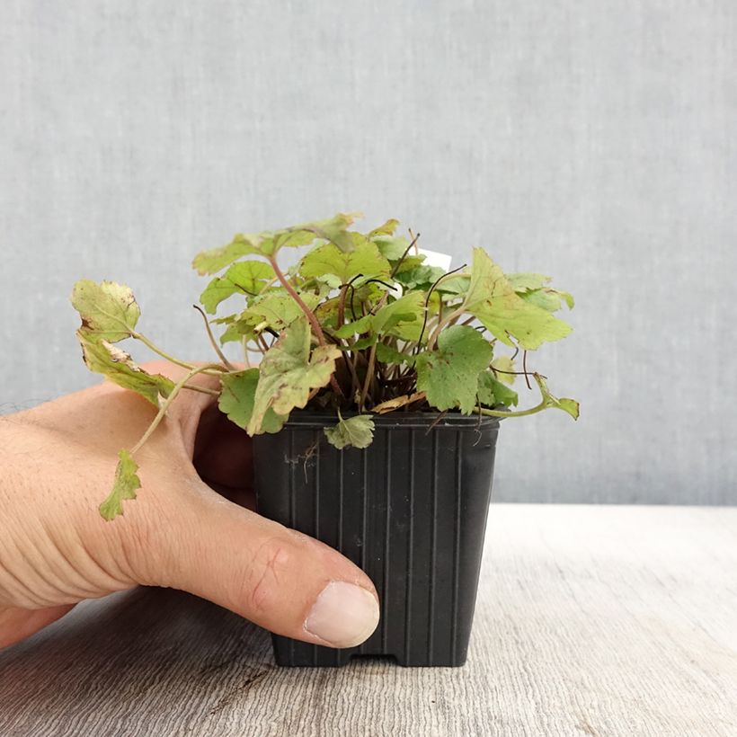 Exemplar von Tiarella Tiger Stripe - Schaumblüte Kleine Töpfe von 8/9 cm wie im Herbst geliefert