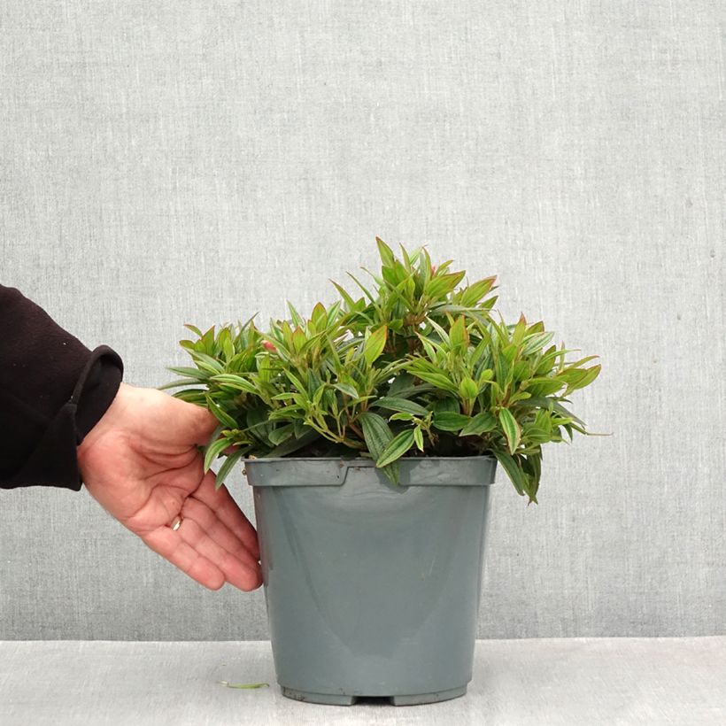 Exemplar von Tibouchina Groovy baby - Tibouchine Topf mit 4L/5L wie im Herbst geliefert