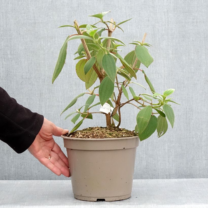 Exemplar von Tibouchina urvilleana Edwardsii - Tibouchine Topf mit 3L/4L wie im Frühjahr geliefert