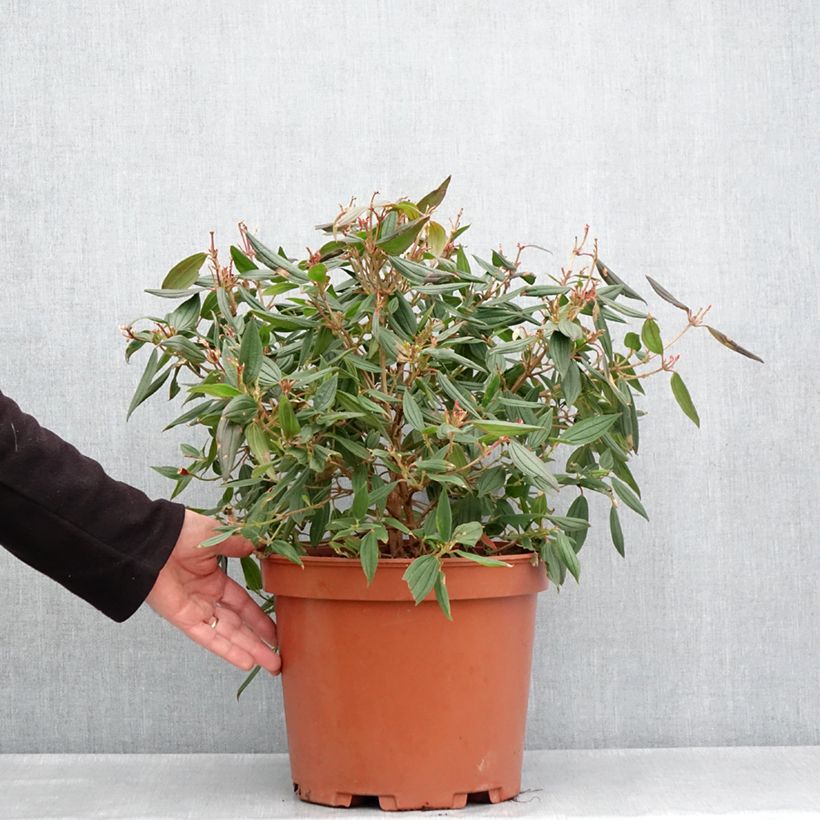 Exemplar von Tibouchina urvilleana Peace Baby - Tibouchine Topf mit 7,5L/10L wie im Frühjahr geliefert