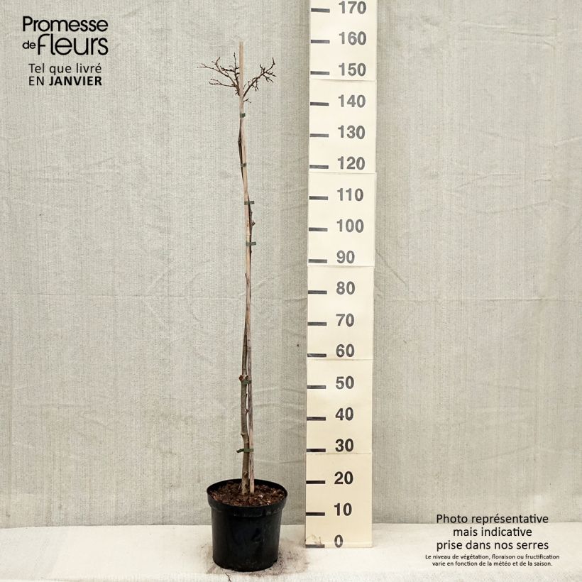 Exemplar von Winter-Linde Lico - Tilia cordata Topf mit 7,5L/10L wie im Winter geliefert