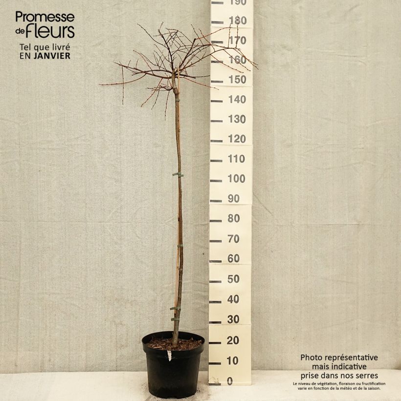 Exemplar von Winter-Linde Kronenberg - Tilia cordata Topf mit 12L/15L wie im Winter geliefert