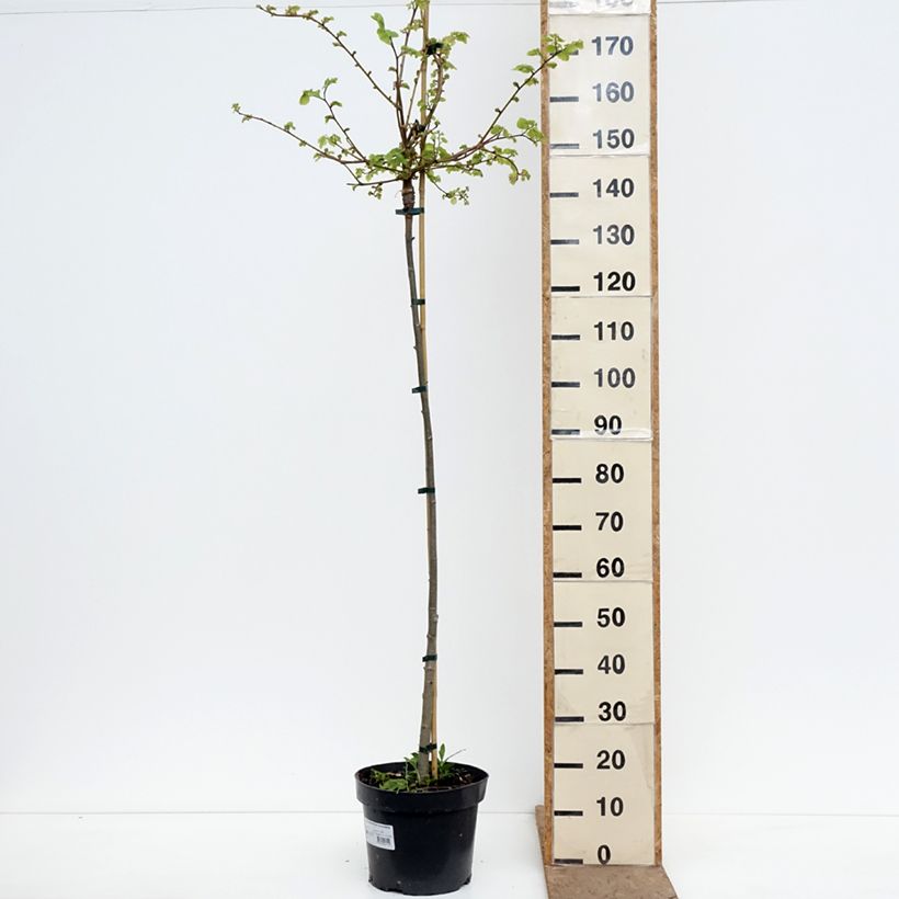 Exemplar von Winter-Linde Kronenberg - Tilia cordata Topf mit 12L/15L, Stamm wie im Frühjahr geliefert