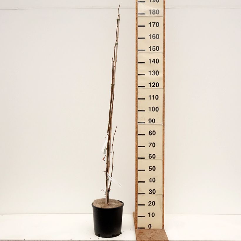 Exemplar von Winter-Linde Rancho - Tilia cordata Topf mit 12L/15L wie im Winter geliefert