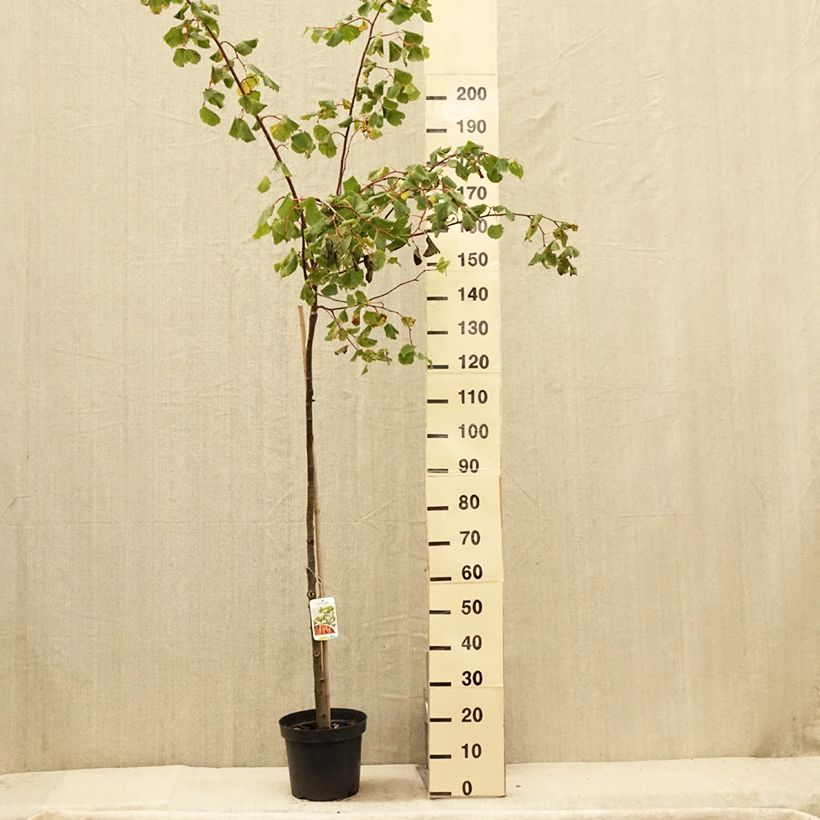 Exemplar von Winter-Linde Winter Orange - Tilia cordata Topf mit 7,5L/10L wie im Sommer geliefert