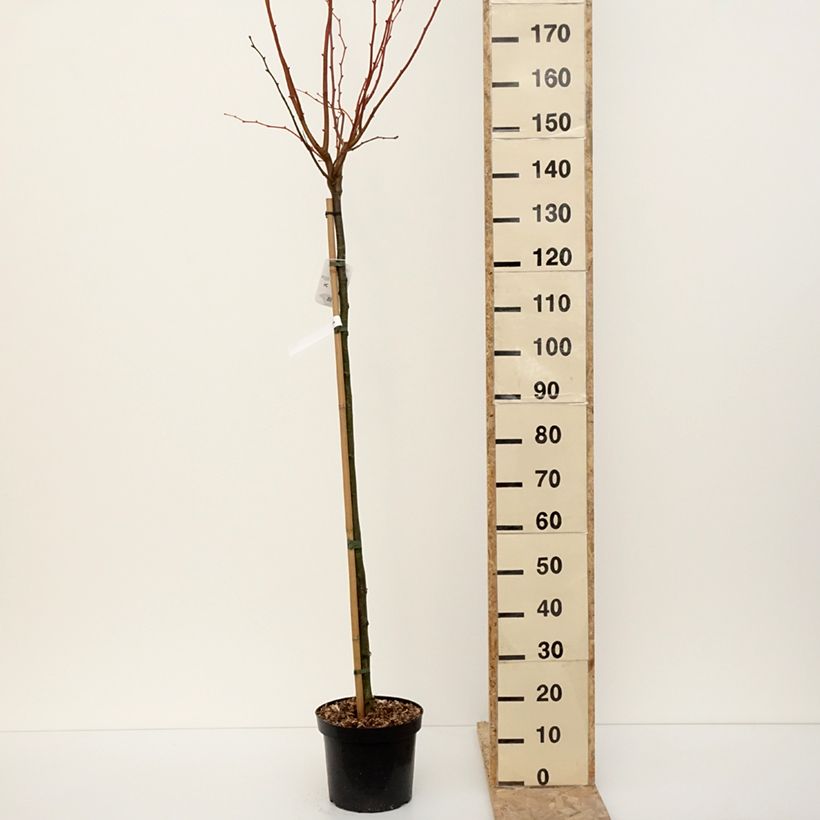 Exemplar von Winter-Linde Winter Orange - Tilia cordata Topf mit 7,5L/10L wie im Winter geliefert