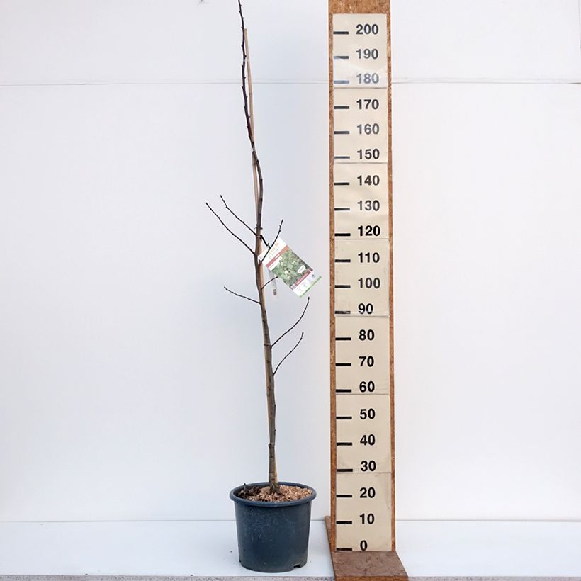 Exemplar von Sommer-Linde - Tilia platyphyllos Topf mit 7,5L/10L wie im Winter geliefert