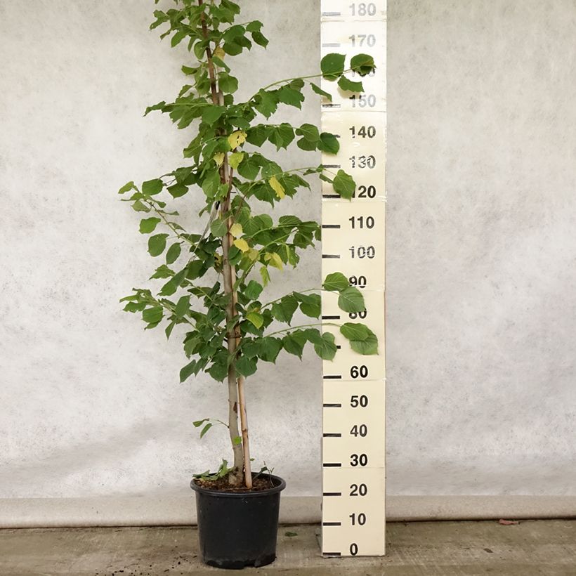 Exemplar von Sommer-Linde Rubra - Tilia platyphyllos Topf mit 12L/15L, Stämmchen wie im Sommer geliefert