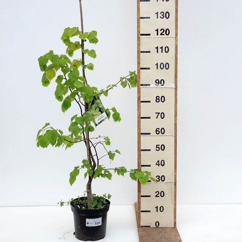 Exemplar von Holländische Linde Wratislaviensis - Tilia europaea Topf mit 7,5L/10L wie im Frühjahr geliefert
