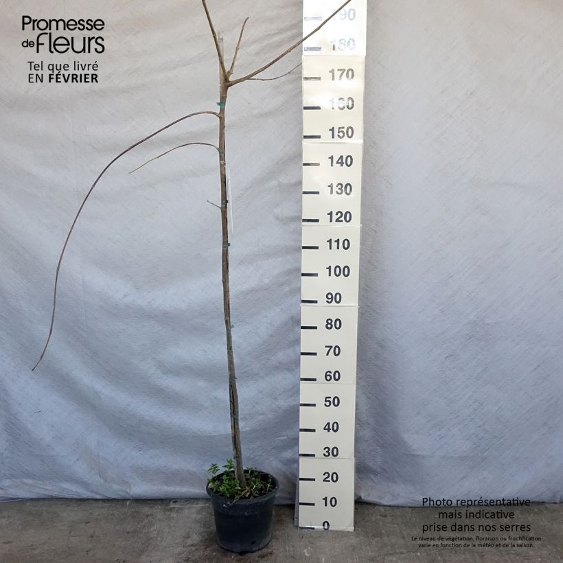 Exemplar von Tipuana tipu - Tipubaum Topf mit 7,5L/10L wie im Winter geliefert