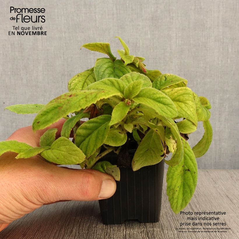 Exemplar von Titanotrichum oldhamii Kleine Töpfe von 8/9 cm wie im Herbst geliefert