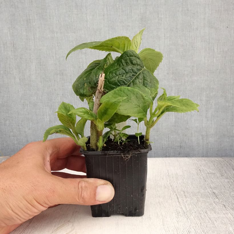 Exemplar von Titanotrichum oldhamii Kleine Töpfe von 8/9 cm wie im Sommer geliefert