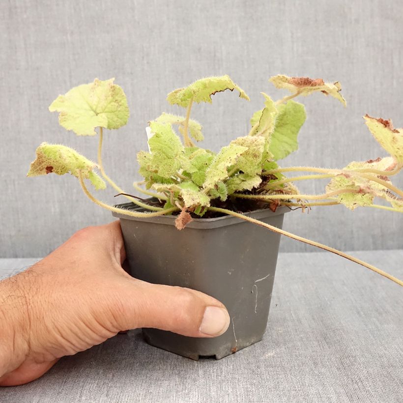 Exemplar von Tolmiea menziesii Cool Gold - Lebendblatt Kleine Töpfe von 8/9 cm wie im Sommer geliefert