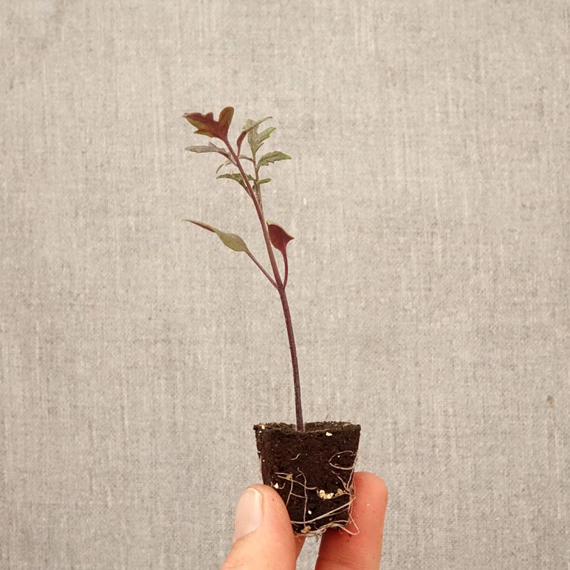 Exemplar von Cocktailtomaten Black Moon F1 Pflanzen Mini-Plug Ø 3/4 cm wie im Frühjahr geliefert