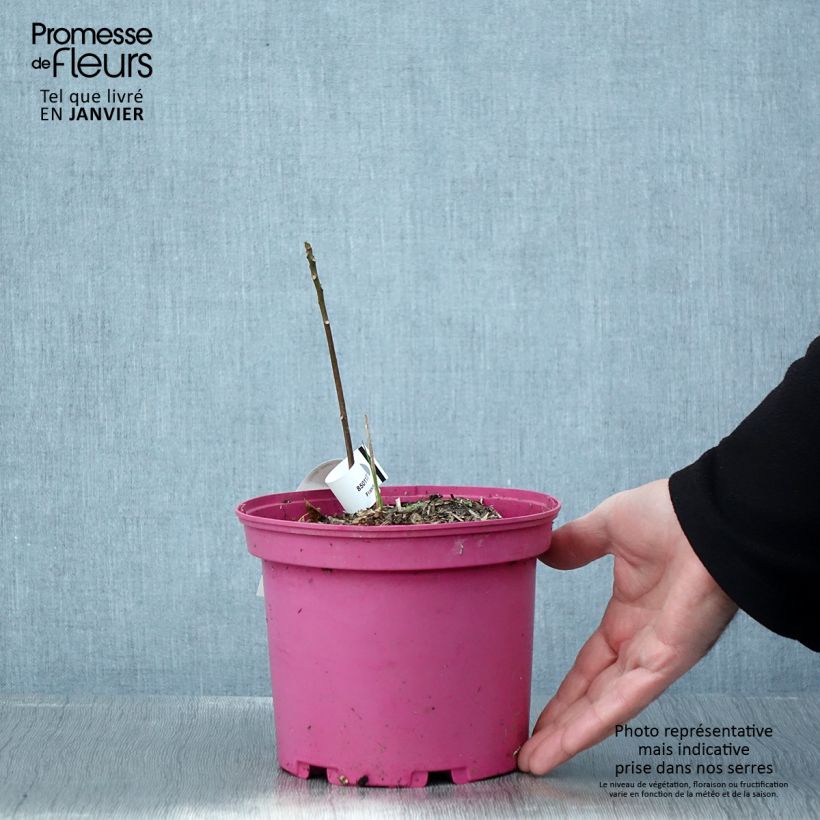 Exemplar von Toona sinensis Flamingo - Chinesischer Surenbaum Topf mit 2L/3L wie im Winter geliefert