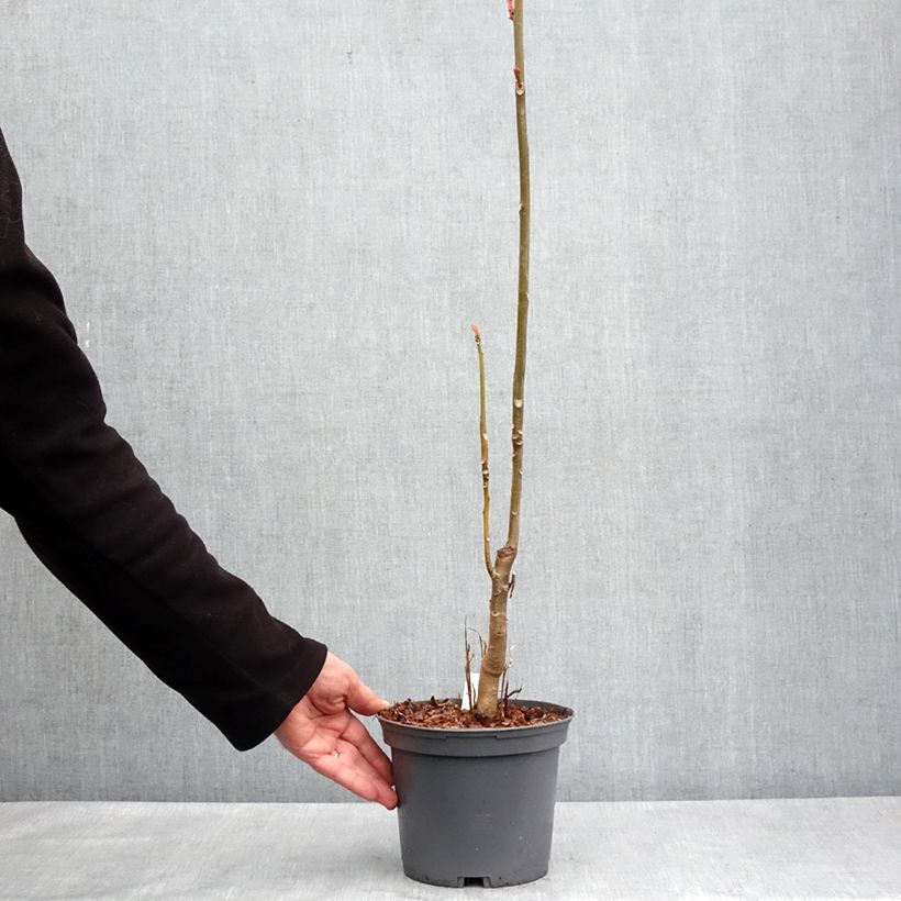 Exemplar von Toona sinensis Flamingo - Chinesischer Surenbaum Topf mit 2L/3L wie im Frühjahr geliefert