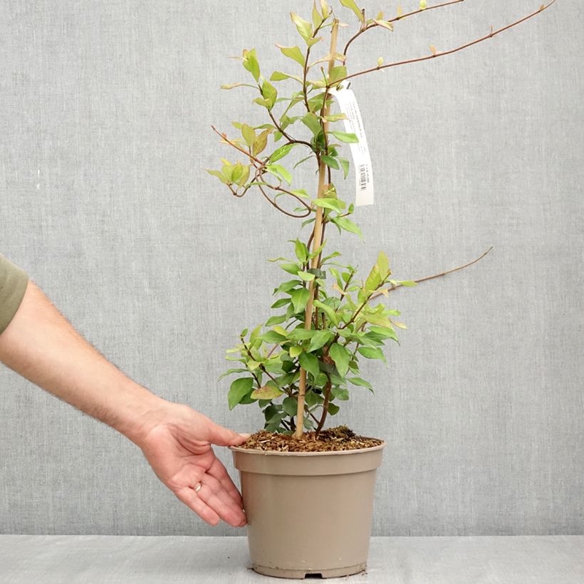 Exemplar von Gelber Sternjasmin Chili & Vanilla Livano - Trachelospermum Topf mit 3L/4L wie im Sommer geliefert