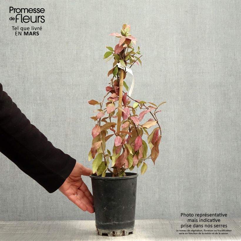 Exemplar von Gelber Sternjasmin - Trachelospermum asiaticum Topf mit 2L/3L wie im Frühjahr geliefert