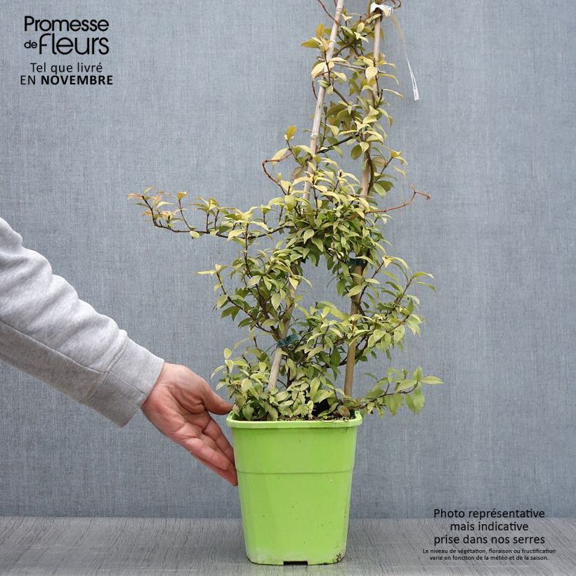 Exemplar von Sternjasmin Golden Memories - Trachelospermum Topf mit 3L/4L wie im Herbst geliefert