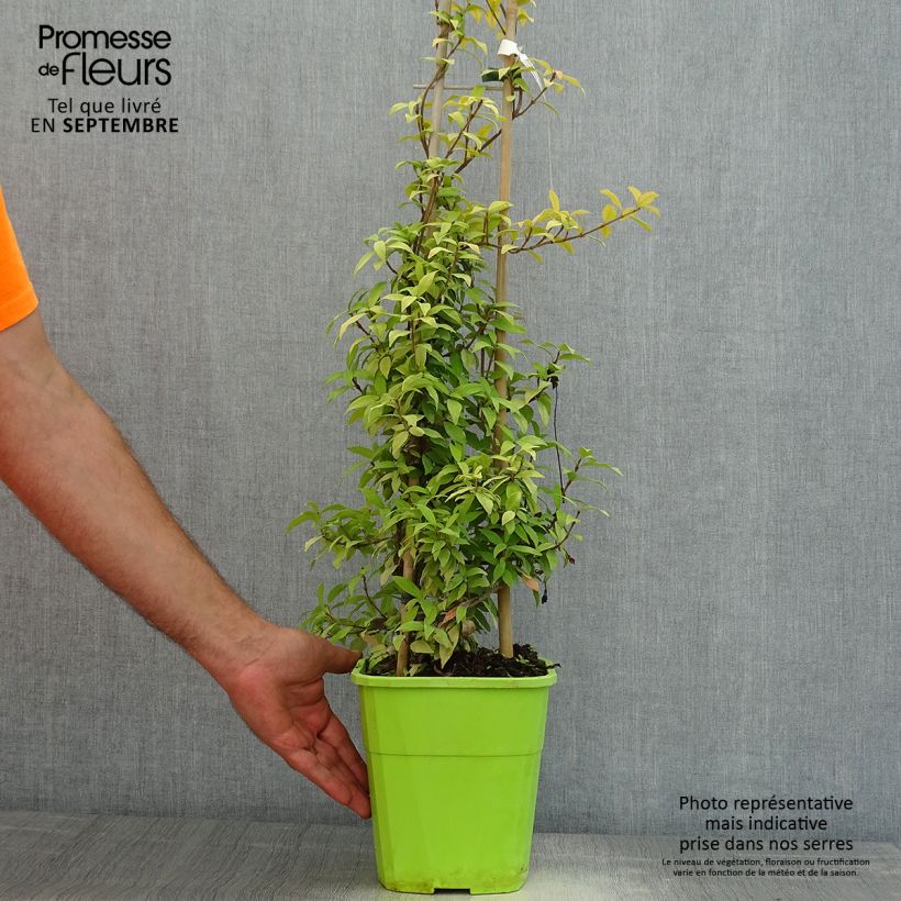 Exemplar von Sternjasmin Golden Memories - Trachelospermum Topf mit 3L/4L wie im Sommer geliefert