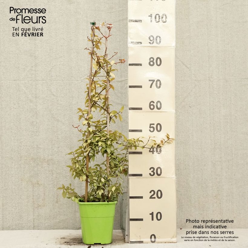 Exemplar von Sternjasmin Golden Memories - Trachelospermum Topf mit 3L/4L wie im Winter geliefert