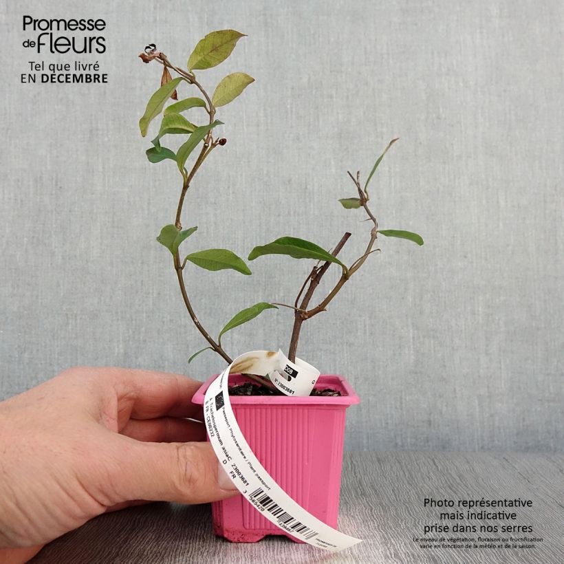 Exemplar von Gelber Sternjasmin Pink Showers - Trachelospermum Kleine Töpfe von 8/9 cm wie im Herbst geliefert