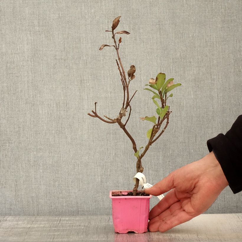 Exemplar von Gelber Sternjasmin Pink Showers - Trachelospermum Kleine Töpfe von 8/9 cm wie im Frühjahr geliefert