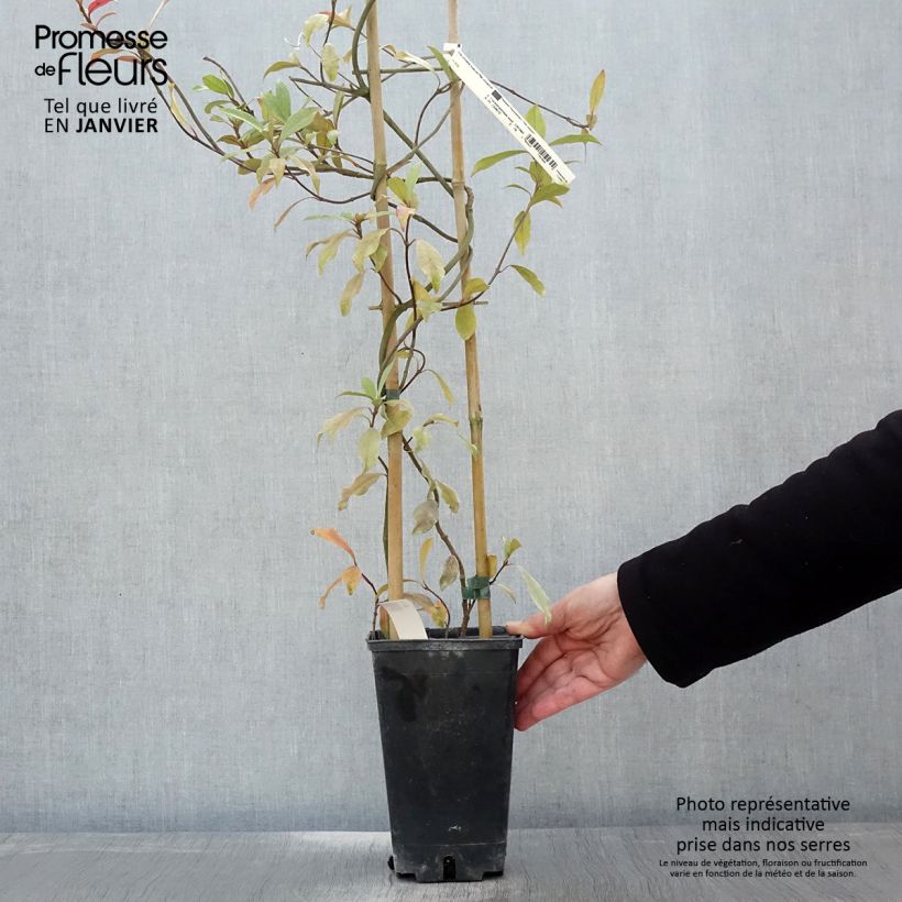 Exemplar von Gelber Sternjasmin Pink Showers - Trachelospermum Topf mit 2L/3L wie im Winter geliefert