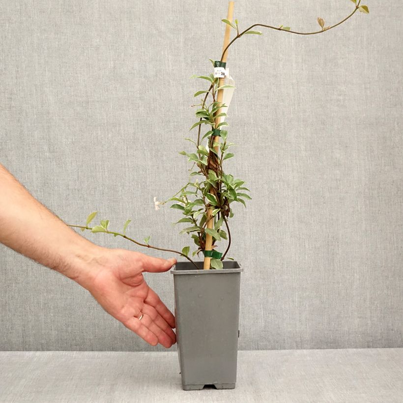 Exemplar von Gelber Sternjasmin Star of Milano - Trachelospermum Topf mit 1,5L/2L wie im Sommer geliefert