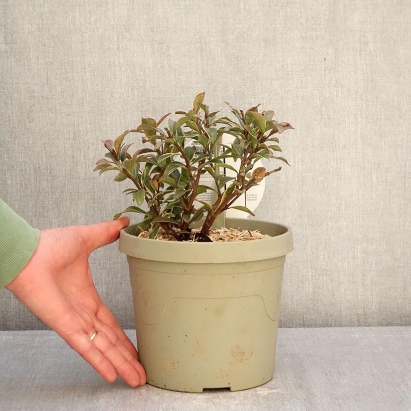 Exemplar von Gelber Sternjasmin Star of Milano - Trachelospermum Topf mit 3L/4L wie im Winter geliefert