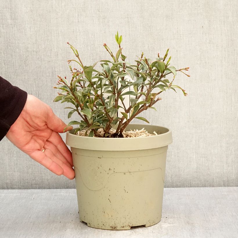 Exemplar von Gelber Sternjasmin Star of Milano - Trachelospermum Topf mit 3L/4L wie im Frühjahr geliefert