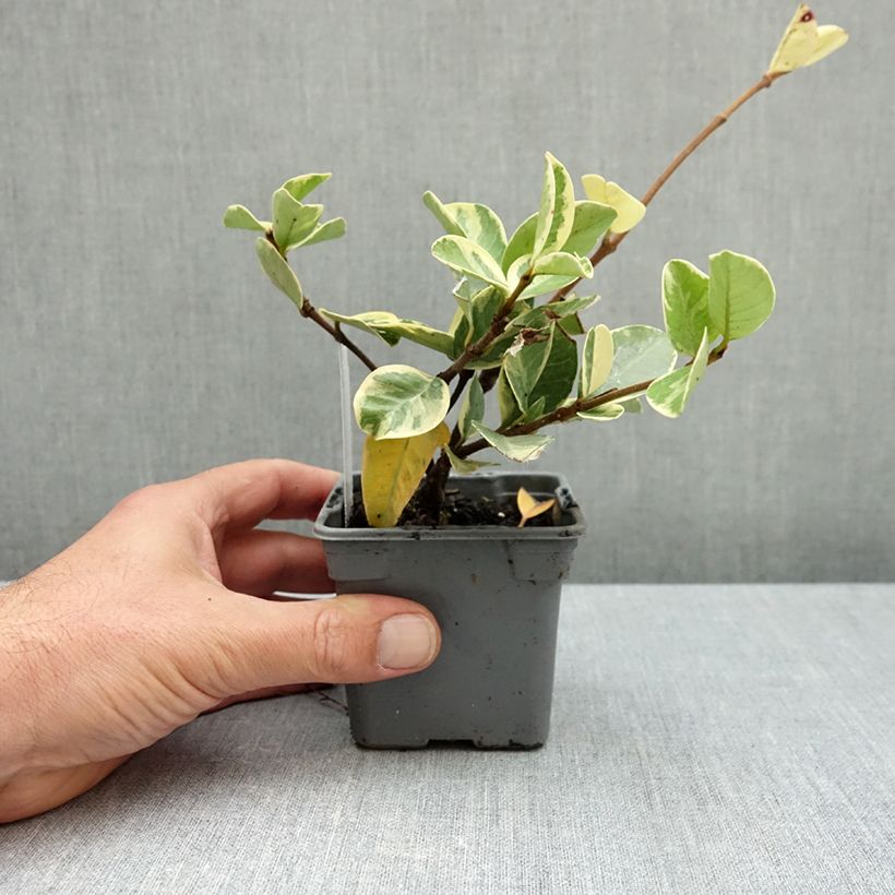 Exemplar von Sternjasmin Variegatum - Trachelospermum Kleine Töpfe von 8/9 cm wie im Herbst geliefert