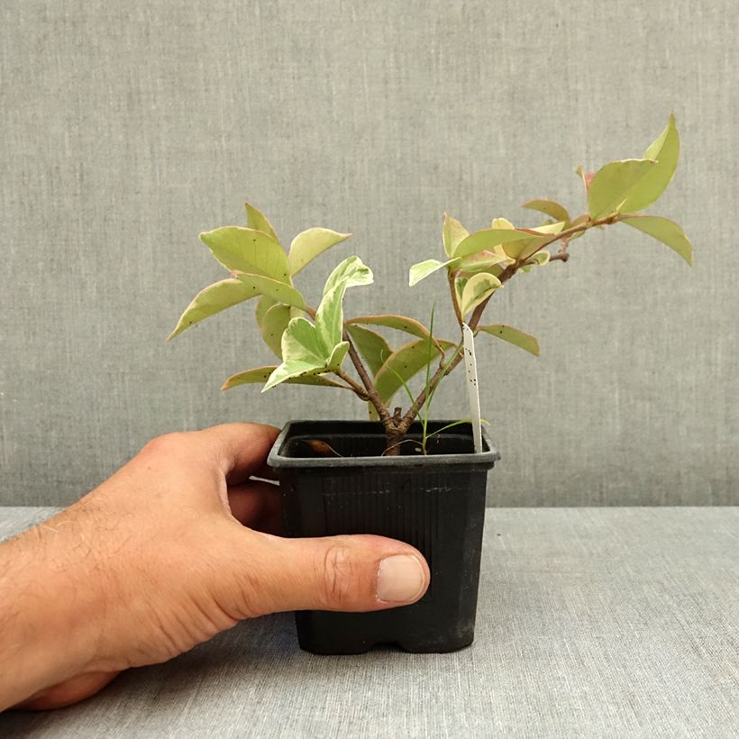 Exemplar von Sternjasmin Variegatum - Trachelospermum Kleine Töpfe von 8/9 cm wie im Sommer geliefert