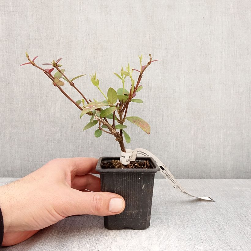 Exemplar von Sternjasmin Winter Ruby 'Trared - Trachelospermum Kleine Töpfe von 8/9 cm wie im Frühjahr geliefert