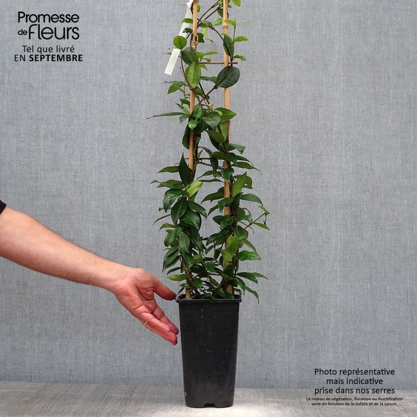 Exemplar von Sternjasmin Winter Ruby 'Trared - Trachelospermum Topf mit 2L/3L wie im Herbst geliefert