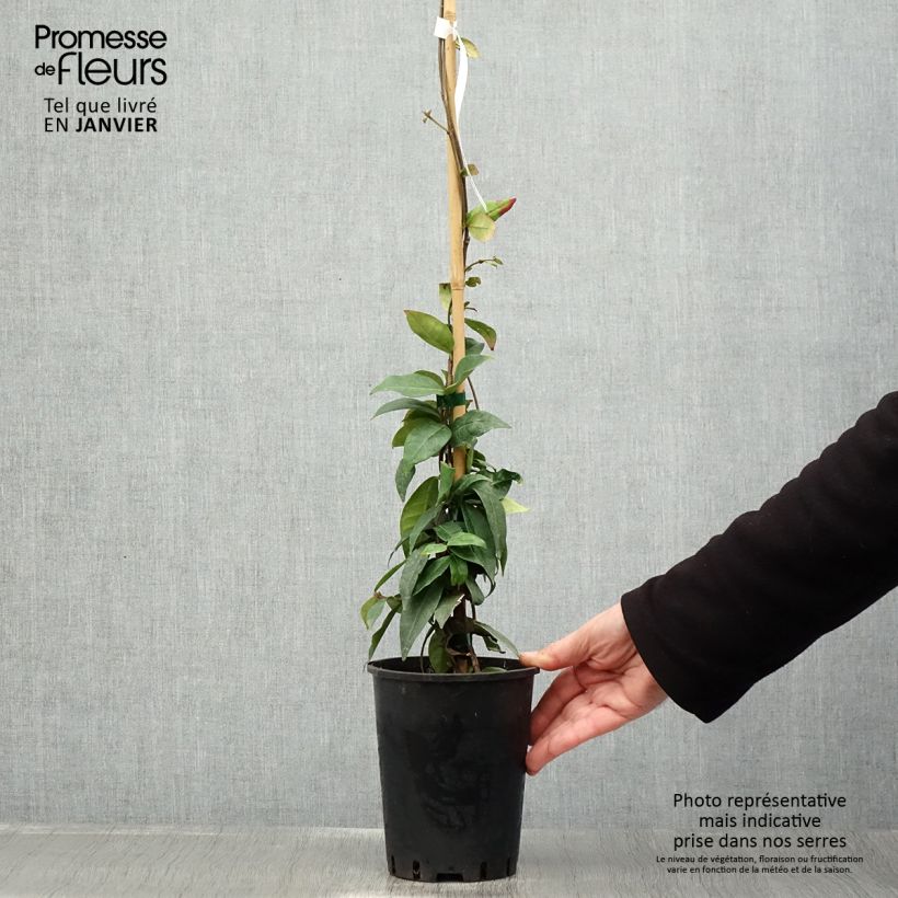 Exemplar von Sternjasmin Winter Ruby 'Trared - Trachelospermum Topf mit 2L/3L wie im Winter geliefert