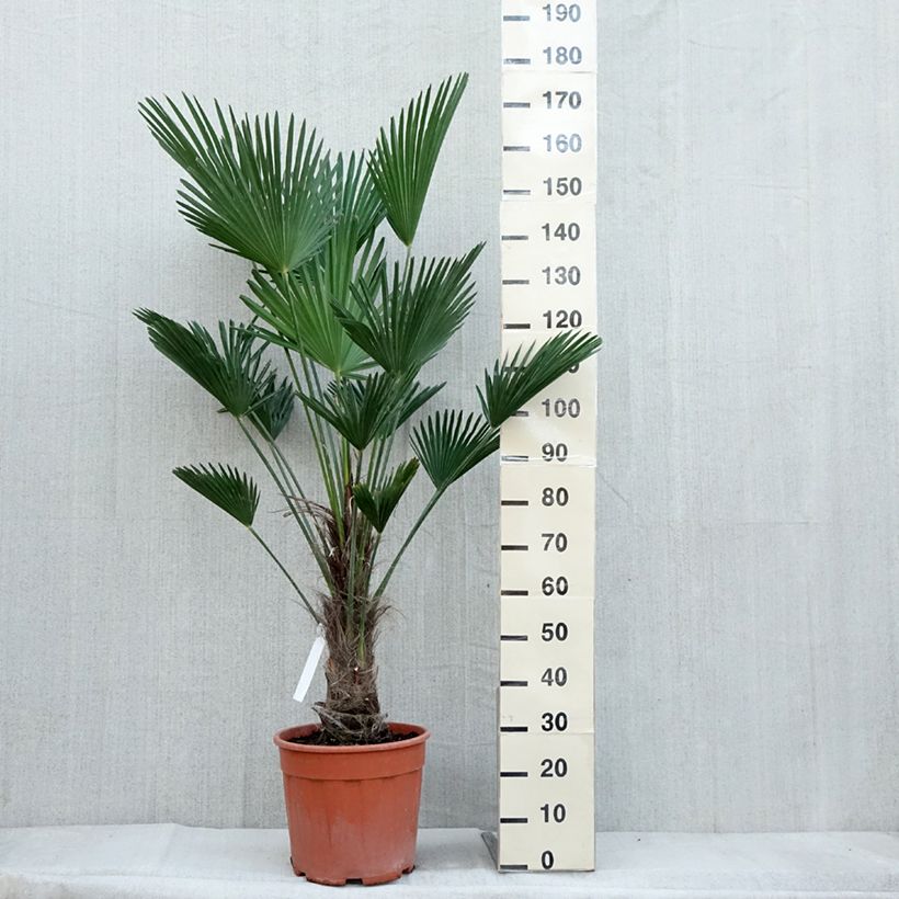 Exemplar von Trachycarpus wagnerianus - Wagner Hanfpalme Topf mit 12L/15L wie im Herbst geliefert