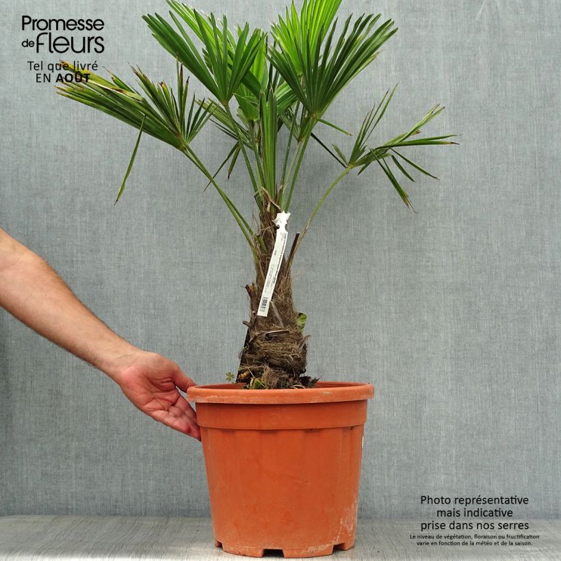 Exemplar von Trachycarpus wagnerianus - Wagner Hanfpalme Topf mit 12L/15L, Hochstamm wie im Sommer geliefert