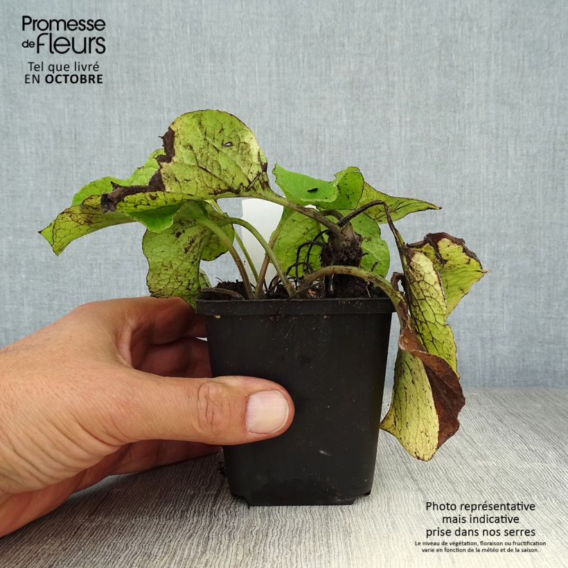 Exemplar von Trachystemon orientalis - Rauhling Kleine Töpfe von 8/9 cm wie im Herbst geliefert