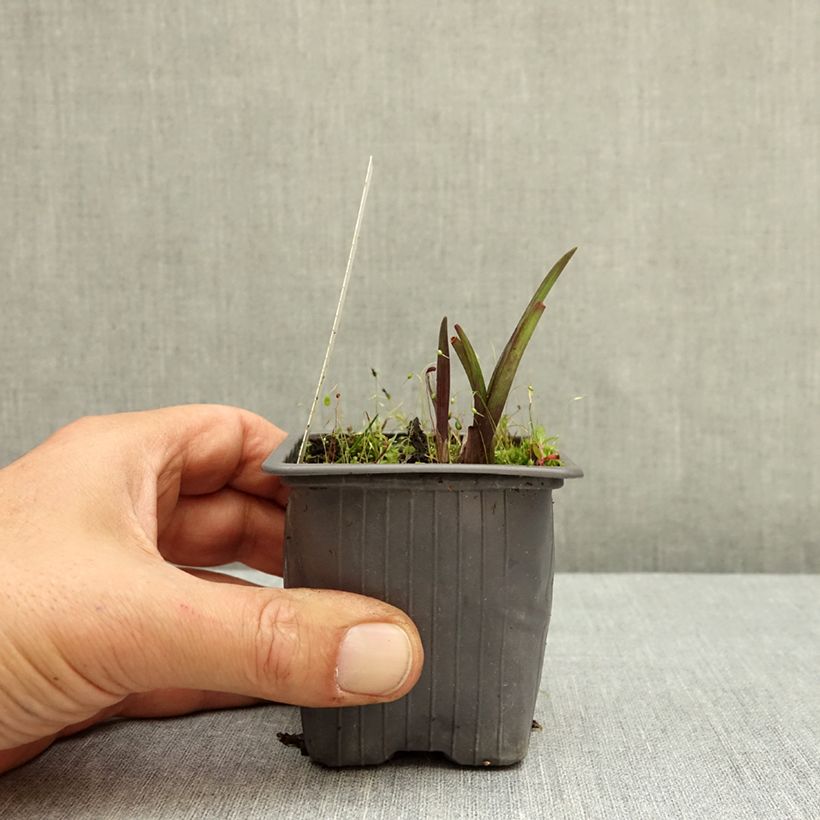 Exemplar von Tradescantia andersoniana Domaine de Courson - Dreimasterblume Kleine Töpfe von 8/9 cm wie im Herbst geliefert