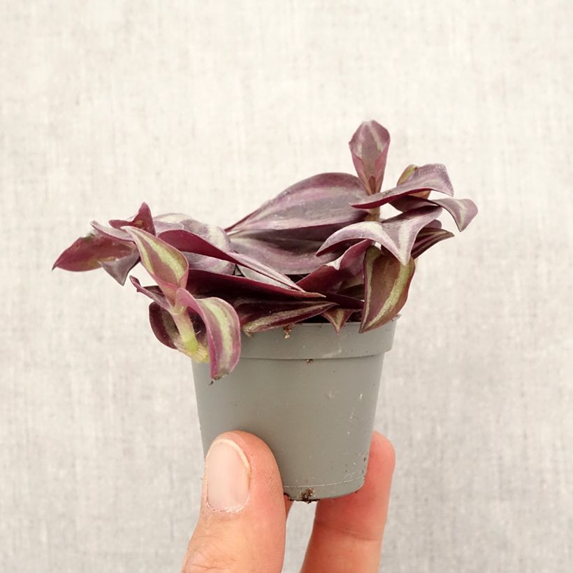 Exemplar von Zebrakraut - Tradescantia zebrina Purple Joy Mini-plante wie im Frühjahr geliefert