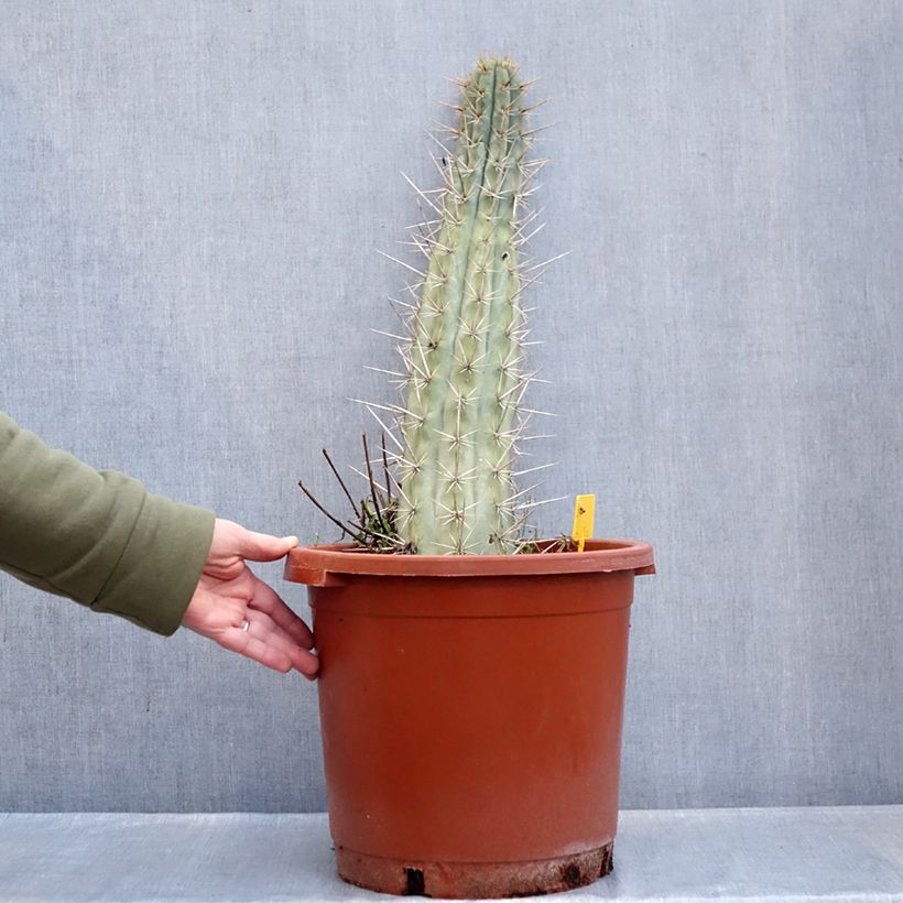 Exemplar von Trichocereus cuzcoensis - Kaktus Topf mit 12L/15L wie im Winter geliefert